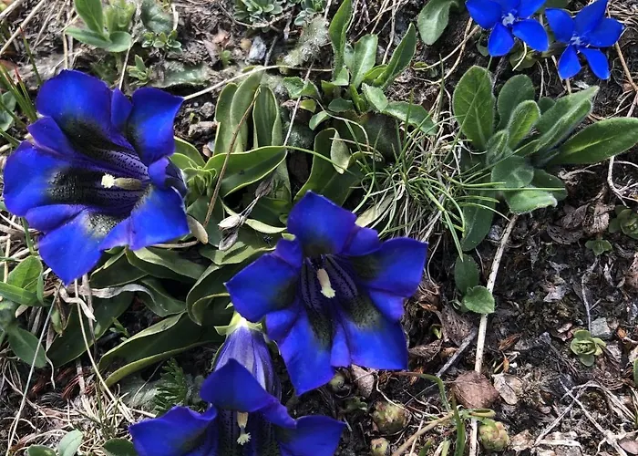 Apartament Cozy Apartment with Balcony in La Tzoumaz *